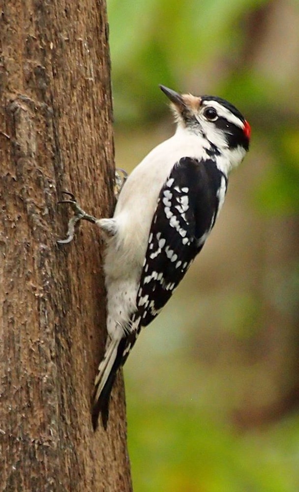 Woodpecker-Mary-Dreisbach