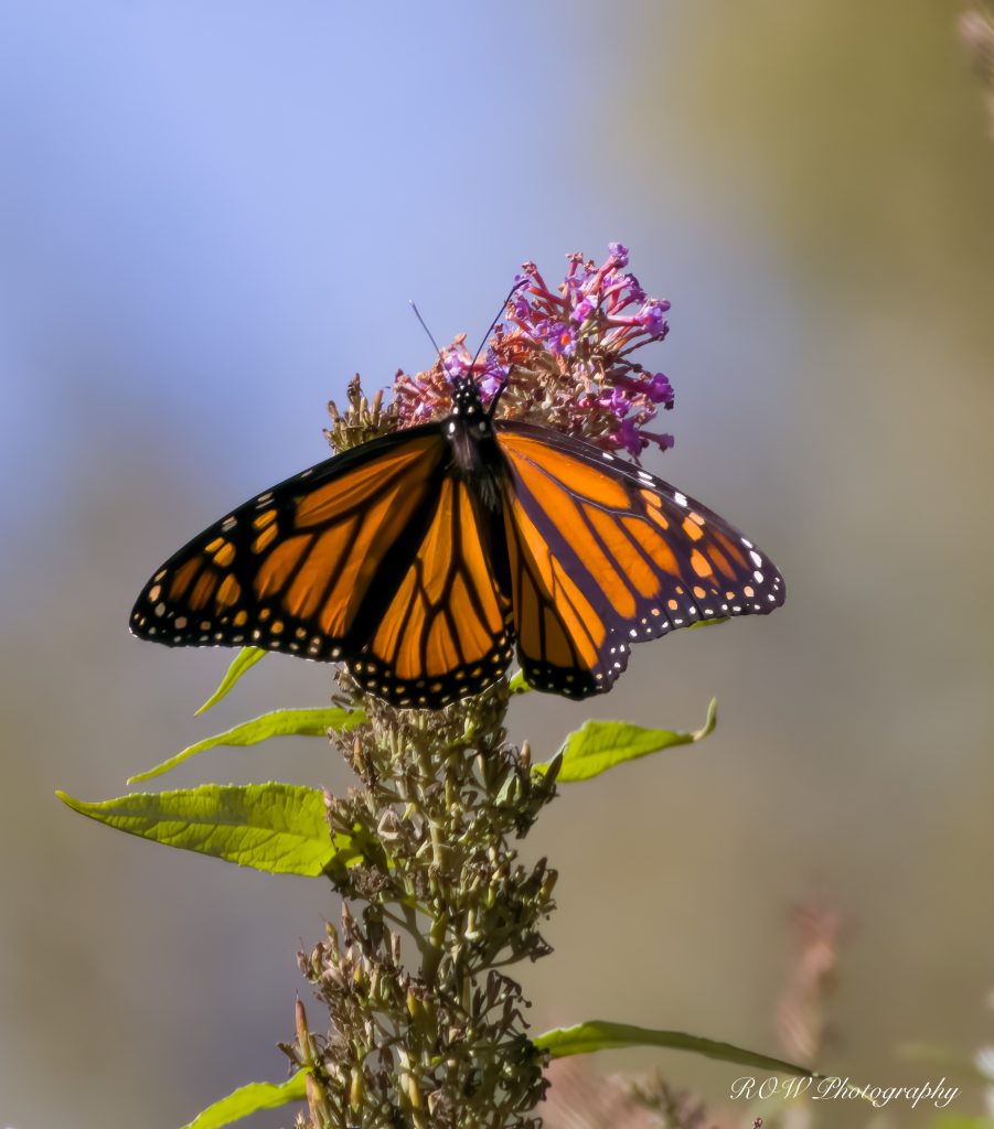 Monarch Butterfly2