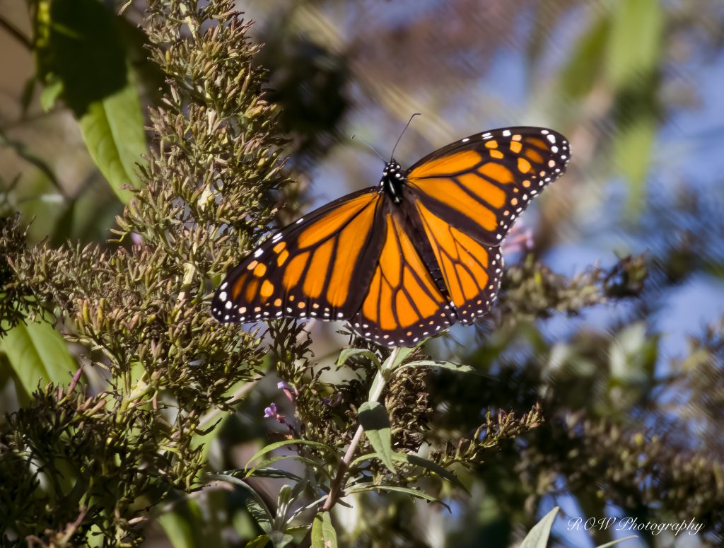 Monarch Butterfly3